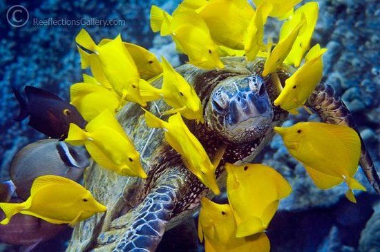 Reeflections Fine Art Gallery